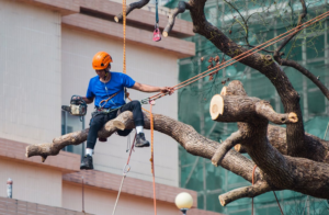 arborist