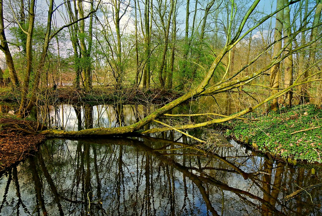 fallen tree